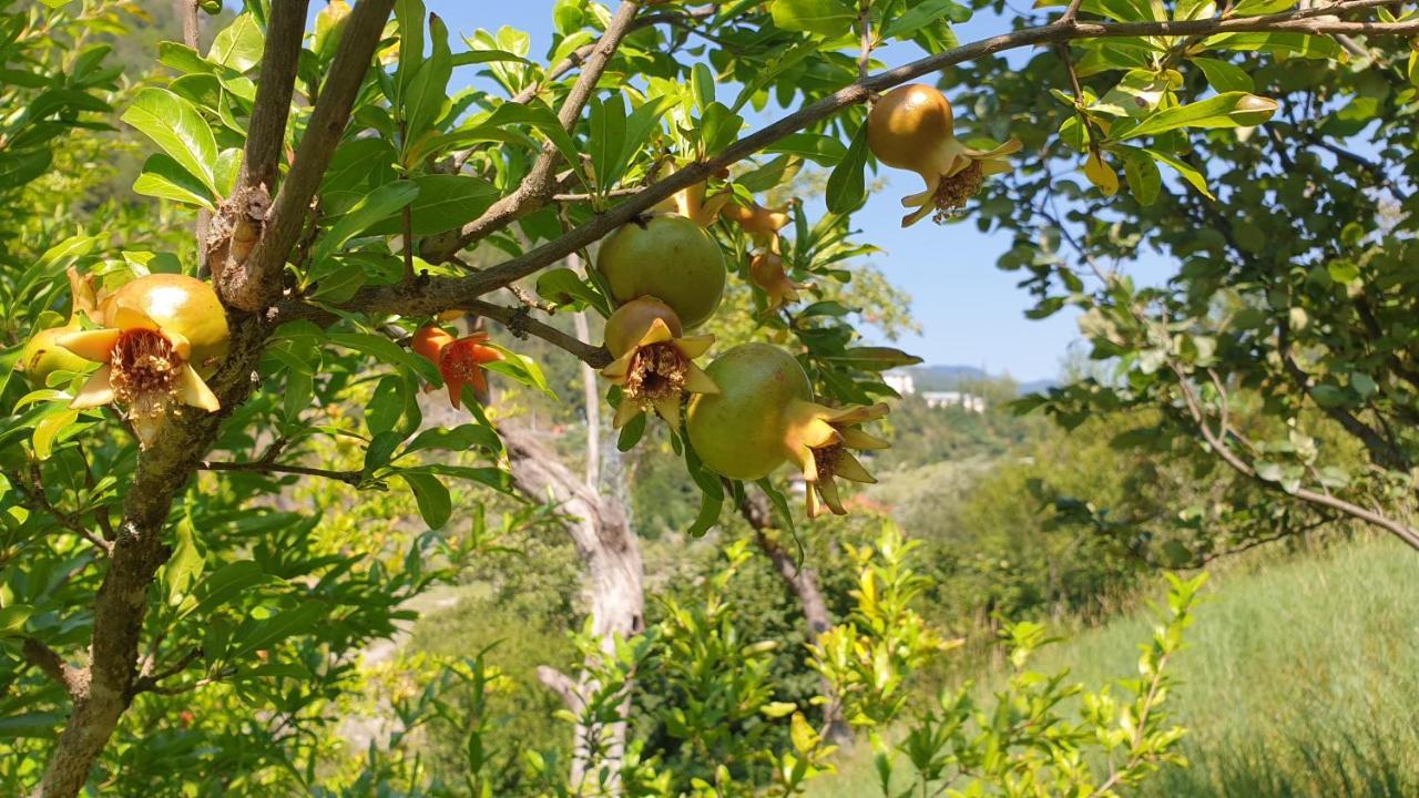 Guest House Okropilauri Shuakhevi Εξωτερικό φωτογραφία